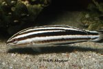 Labropsis manabei - 